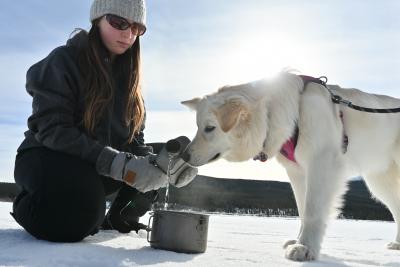 How to take care of a dog in the great outdoors?