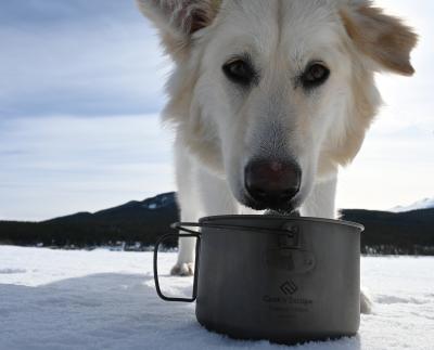 Should you bring a dog in the great outdoors with you?